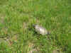 backyard05.JPG (130529 bytes)